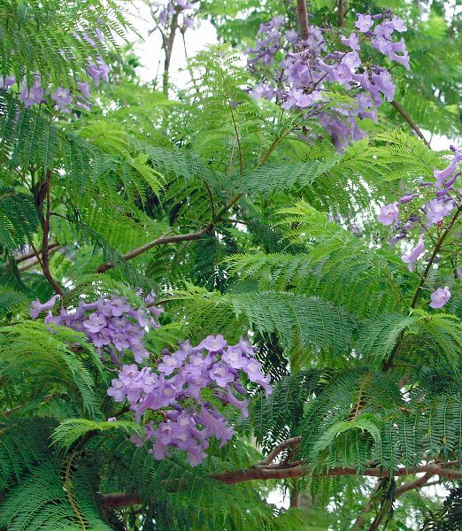 Jacaranda mimosifolia